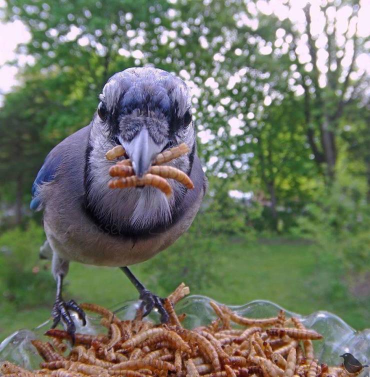 Bird Feeder Cam Shows The Secret Life Of Local Fauna
