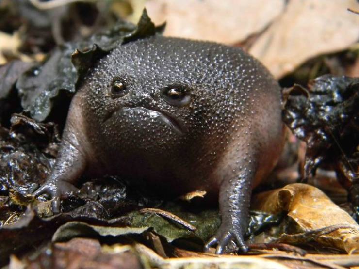 These African Rain Frogs Actually Look Somewhat Adorable!