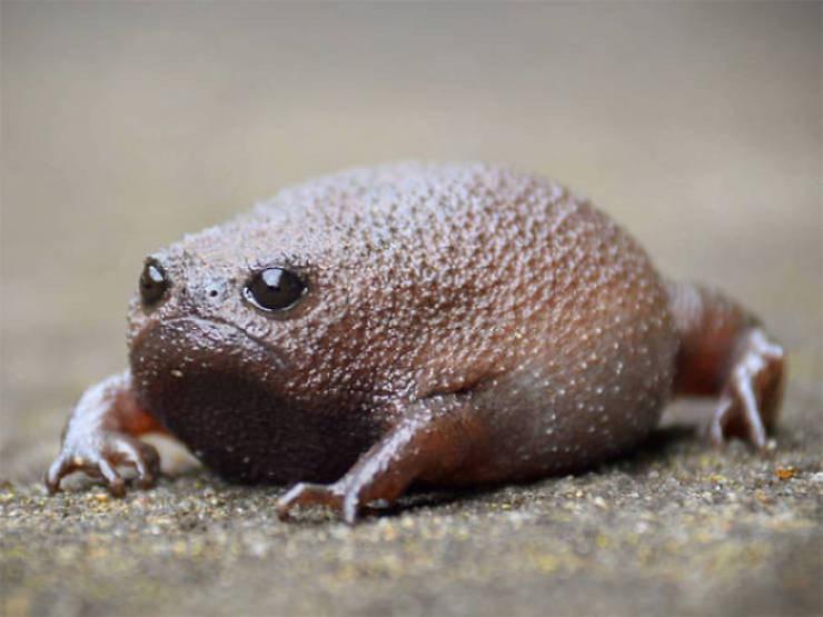 These African Rain Frogs Actually Look Somewhat Adorable!