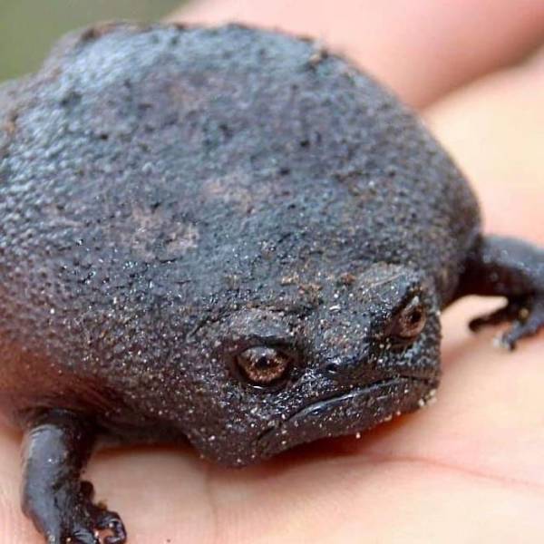 These African Rain Frogs Actually Look Somewhat Adorable!