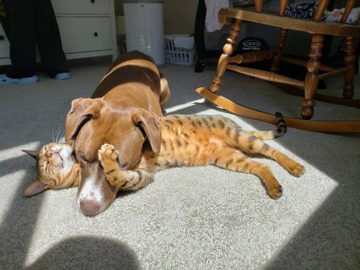 Animals Are In Love With The Sun!
