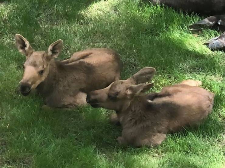 Sir, There’s A Moose Family Camping In Your Backyard…