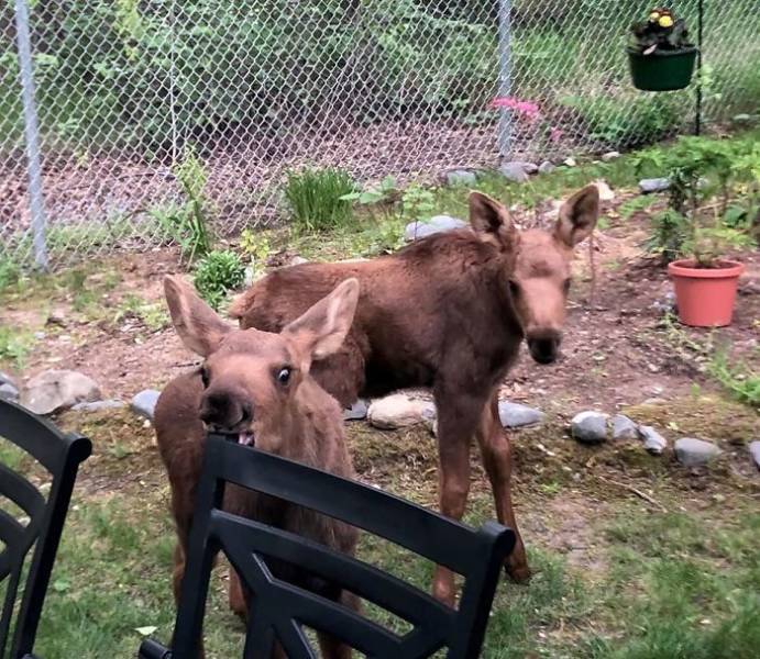 Sir, There’s A Moose Family Camping In Your Backyard…