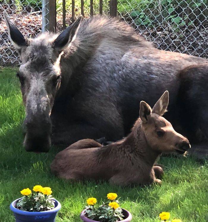 Sir, There’s A Moose Family Camping In Your Backyard…