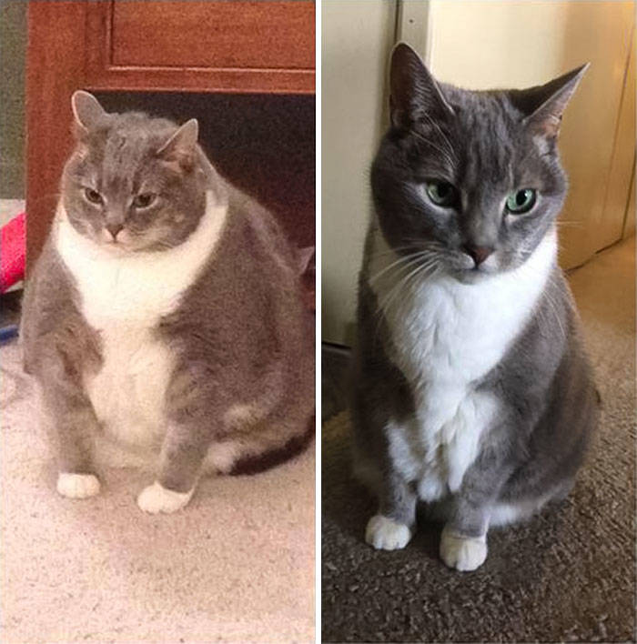 Yeah, Exactly, Cat Weight Losses!