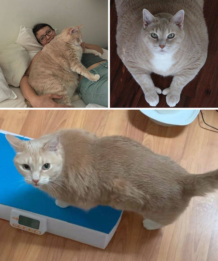 Yeah, Exactly, Cat Weight Losses! (50 pics)