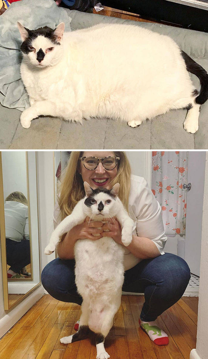 Yeah, Exactly, Cat Weight Losses!