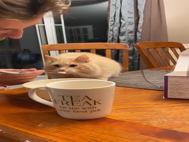 Cat Tastes Ice Cream For The First Time