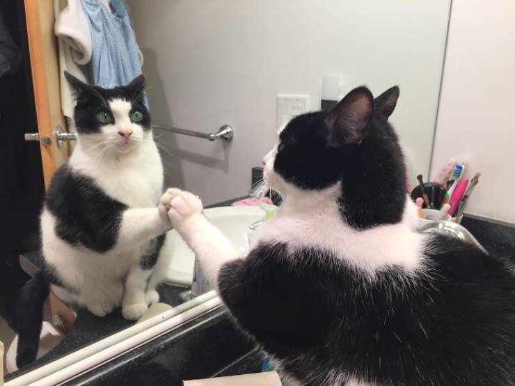 Pets Meet Mirrors