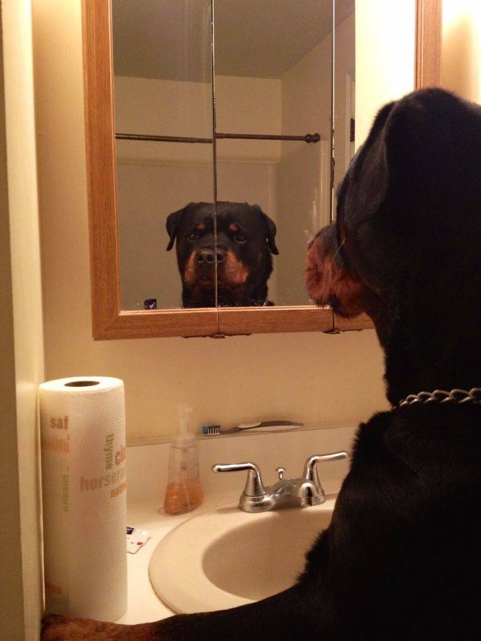 Pets Meet Mirrors