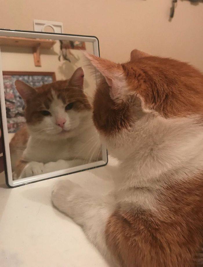 Pets Meet Mirrors