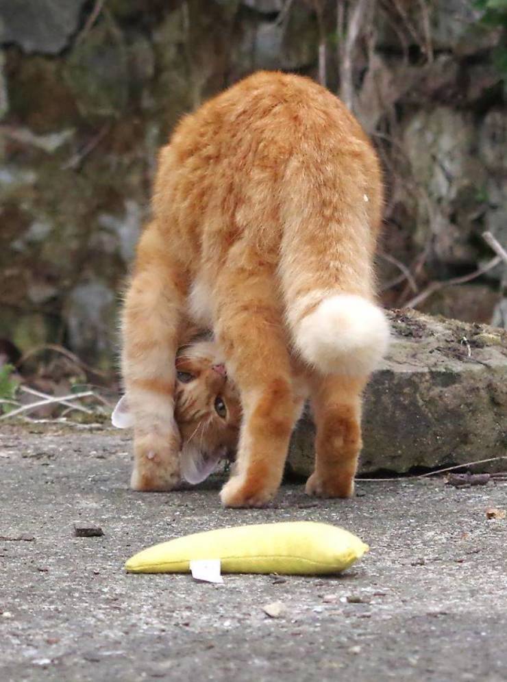 When Cats Find Catnip…