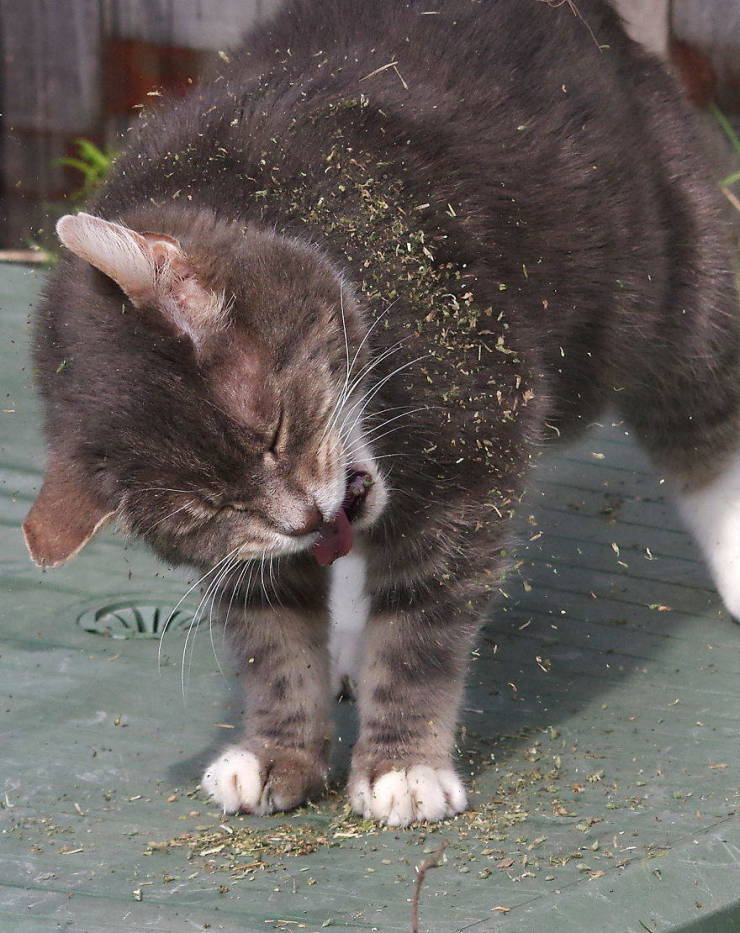 When Cats Find Catnip…