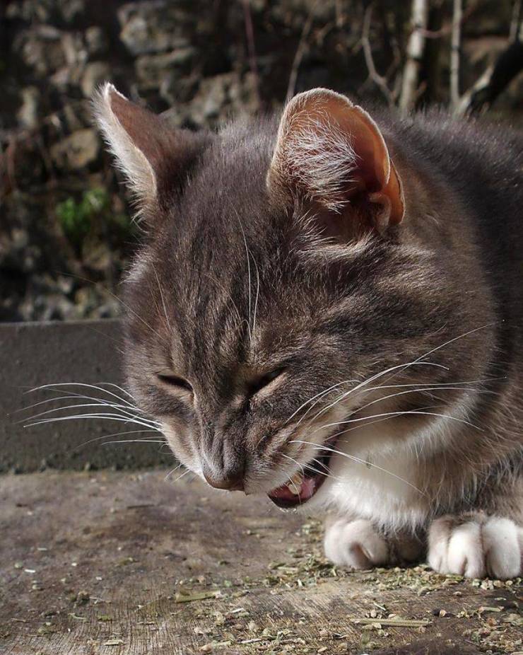 When Cats Find Catnip…