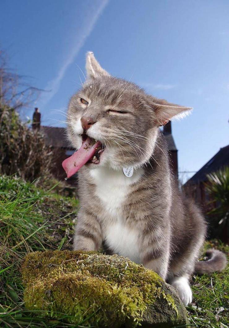 When Cats Find Catnip 30 Pics Izismile