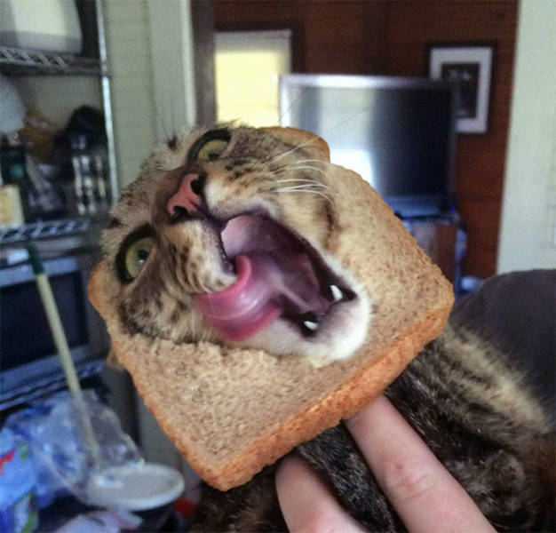 Animals Explain What “Inbread” Means