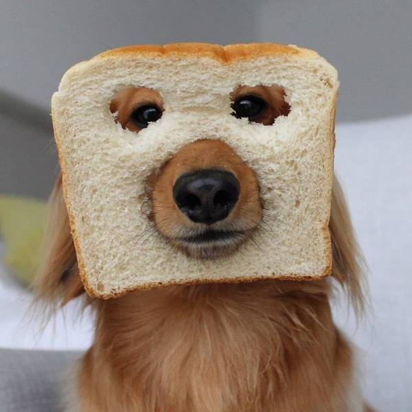 Animals Explain What “Inbread” Means