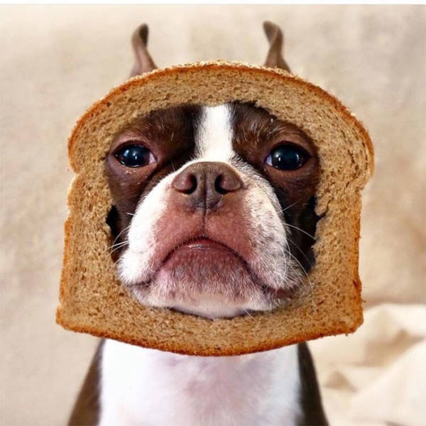 Animals Explain What “Inbread” Means