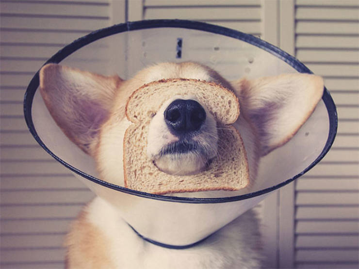 Animals Explain What “Inbread” Means