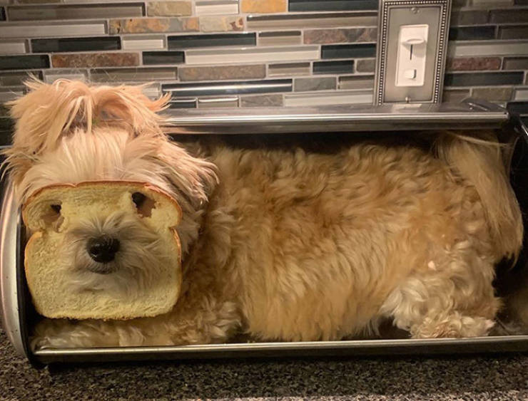 Хлеб для собаки. Inbread Dog.