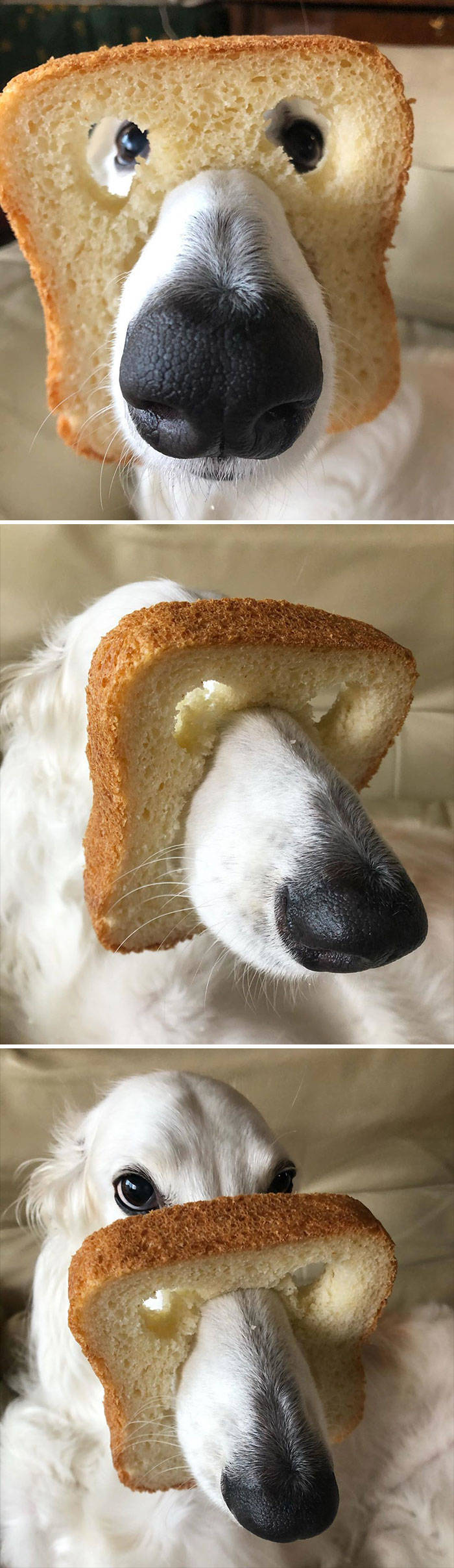 animals-explain-what-inbread-means-30-pics-izismile