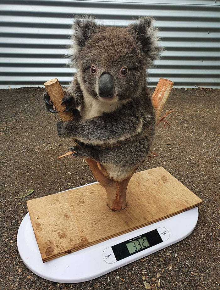 How To Weigh An Animal