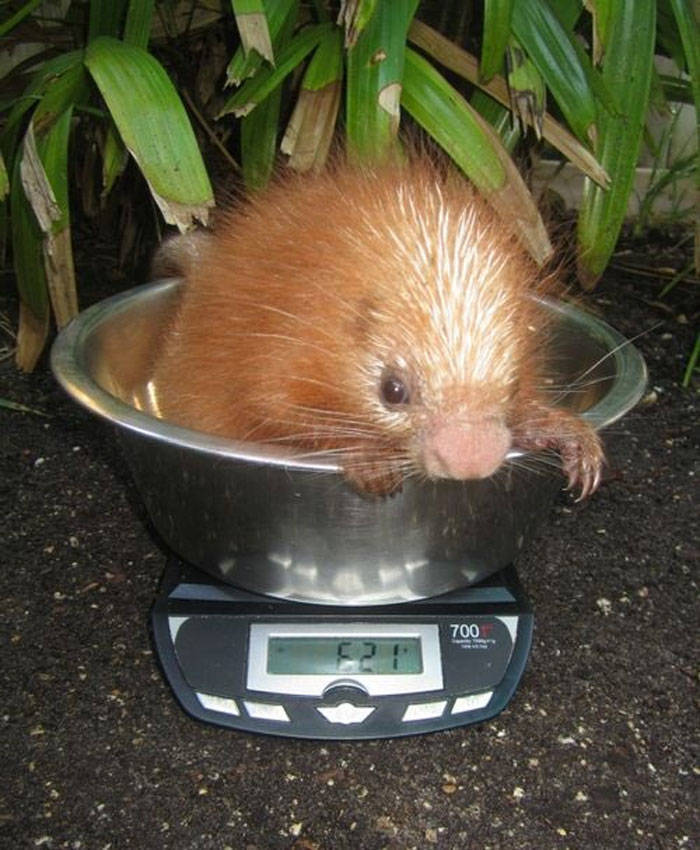 How To Weigh An Animal