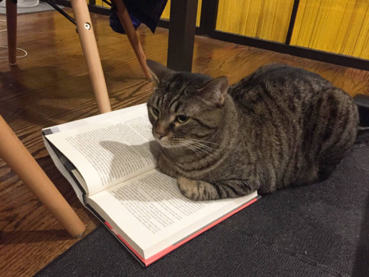 Cats Absolutely HATE Books!