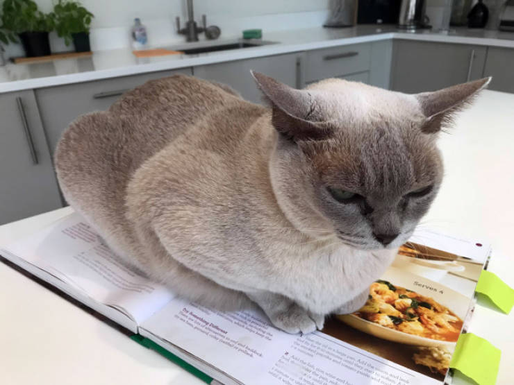 Cats Absolutely HATE Books!