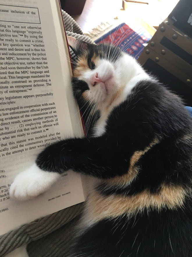 Cats Absolutely HATE Books!