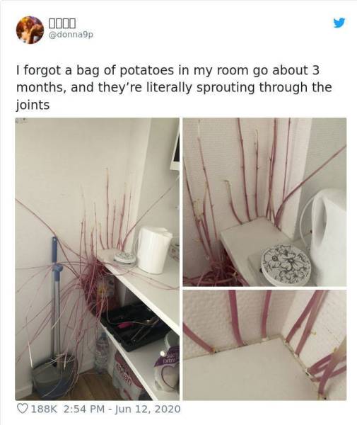 Potatoes Gonna Take Your Home!