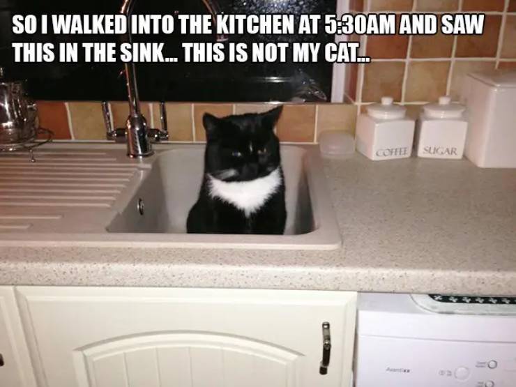 Cats Who Have Found Themselves New Slaves