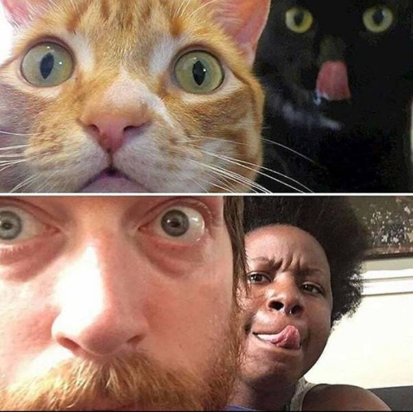 These Cat Posts Are Just Too Good!