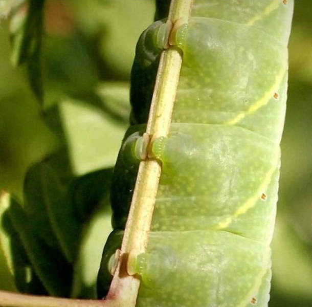 Caterpillars Do, In Fact, Have Cute Feet…