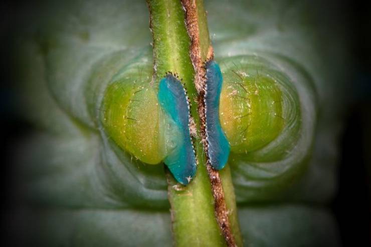 Caterpillars Do, In Fact, Have Cute Feet…