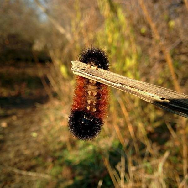 Caterpillars Do, In Fact, Have Cute Feet…