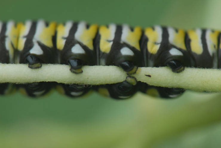 Caterpillars Do, In Fact, Have Cute Feet…