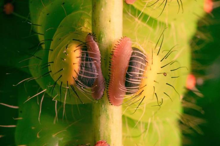 Caterpillars Do, In Fact, Have Cute Feet…