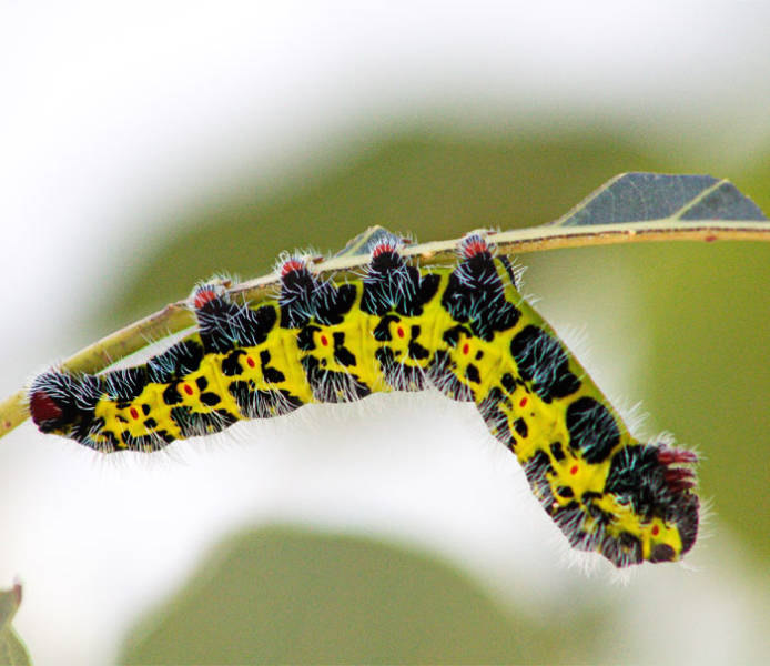 Caterpillars Do, In Fact, Have Cute Feet…