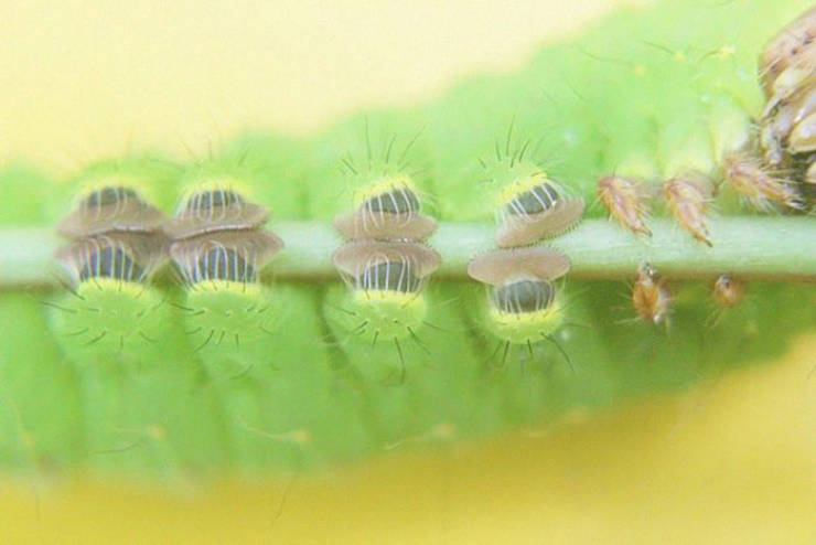 Caterpillars Do, In Fact, Have Cute Feet…