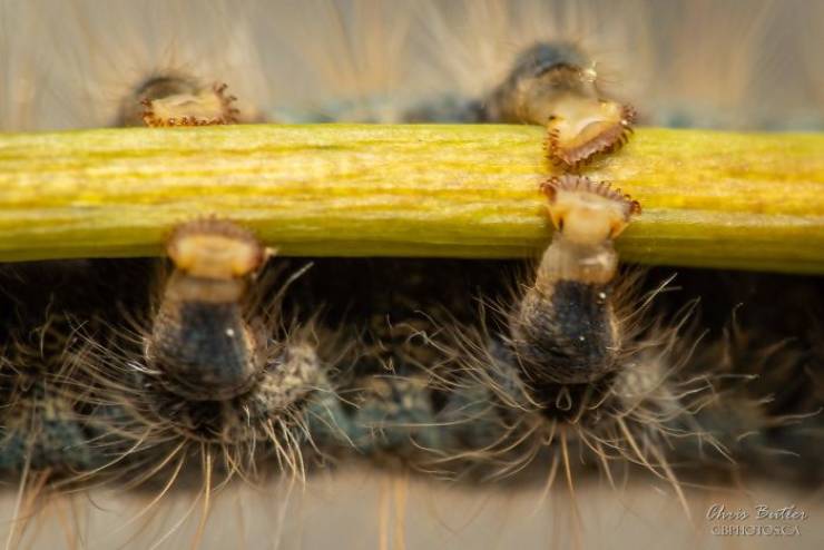 Caterpillars Do, In Fact, Have Cute Feet…