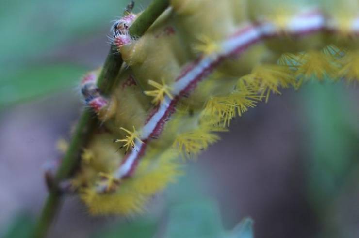 Caterpillars Do, In Fact, Have Cute Feet…