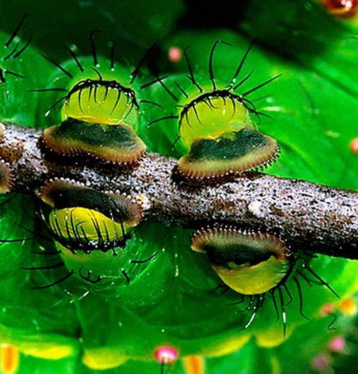 Caterpillars Do, In Fact, Have Cute Feet…