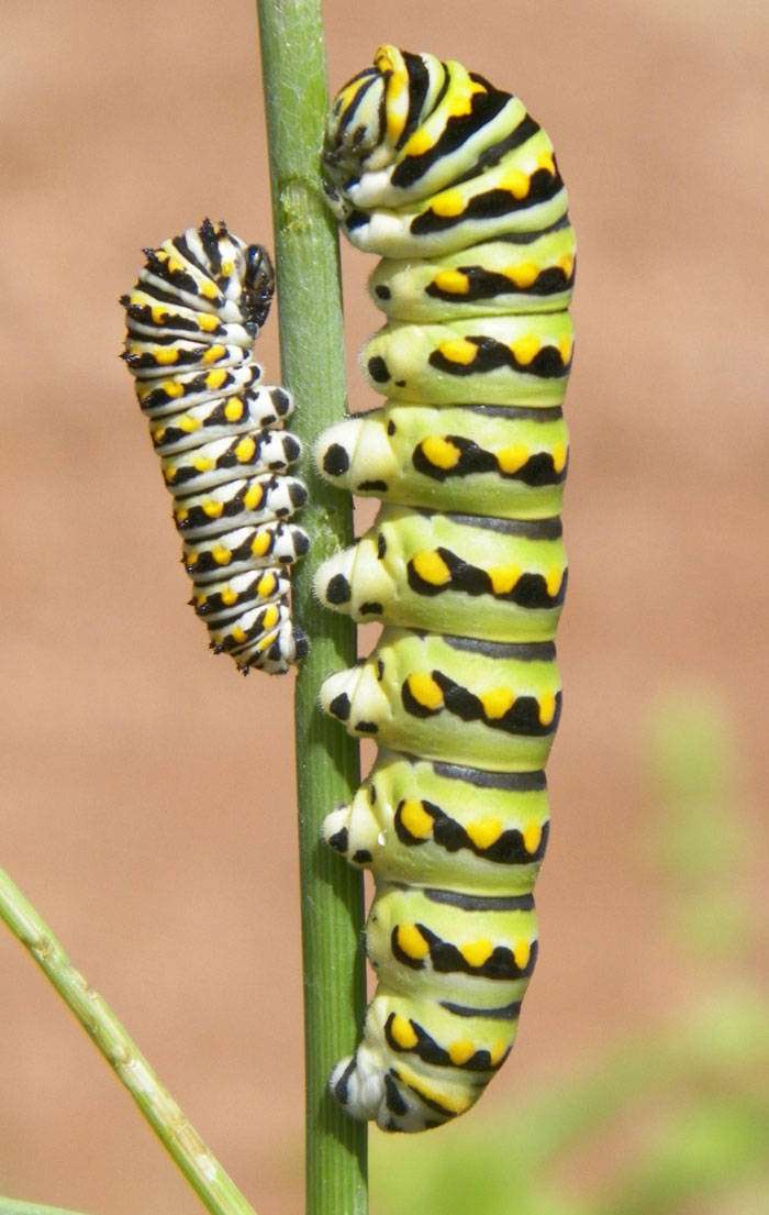 Caterpillars Do, In Fact, Have Cute Feet…