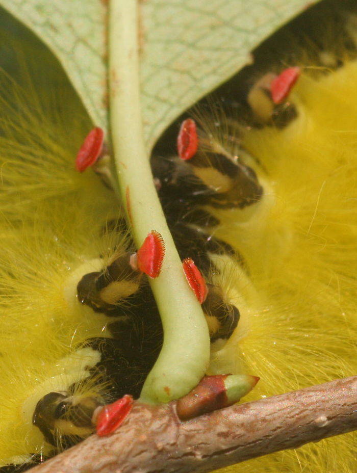 Caterpillars Do, In Fact, Have Cute Feet…