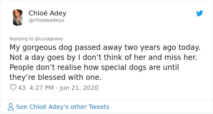 Woman Sees A Sign After Her Dog’s Death, People Share Similar Ones