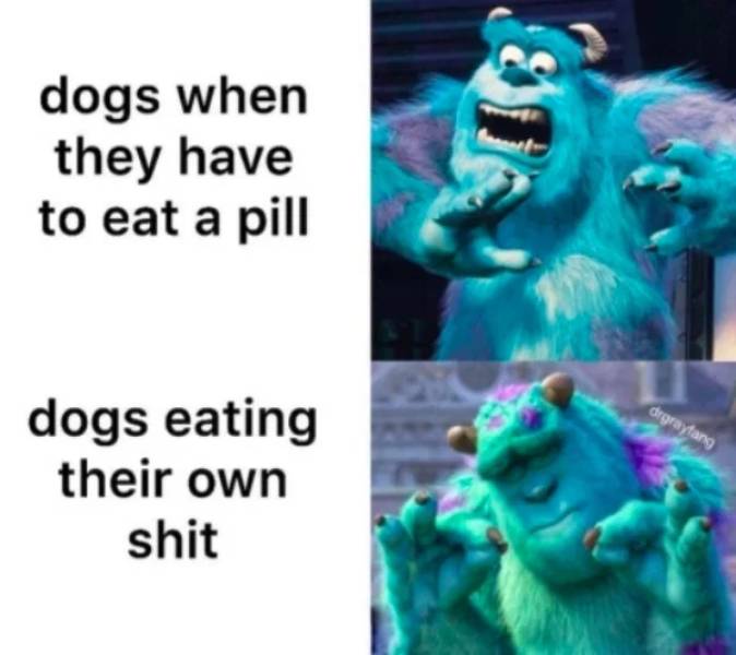 Your Dog Will Definitely Enjoy These Memes