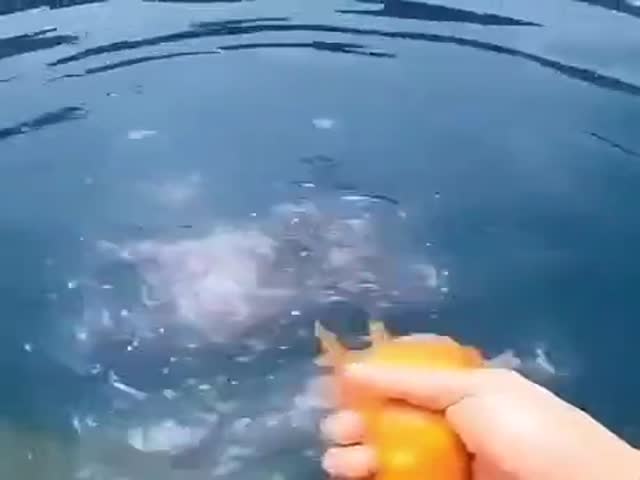 Taking Your Fish For A Walk