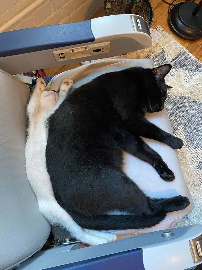 Rescued And Adopted Pet Stories Are So Sweet!