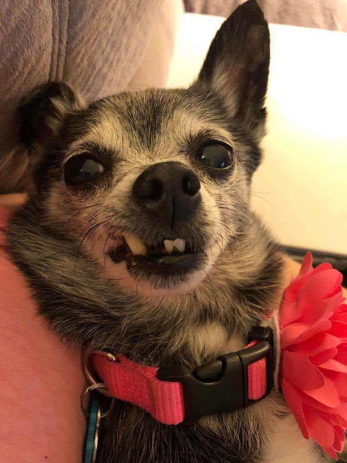 Rescued And Adopted Pet Stories Are So Sweet!